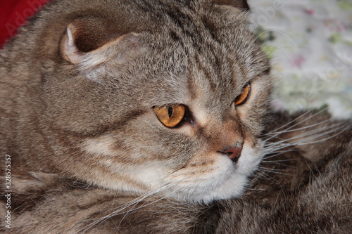 Portrait of a fat cat. A cat with a white beard.