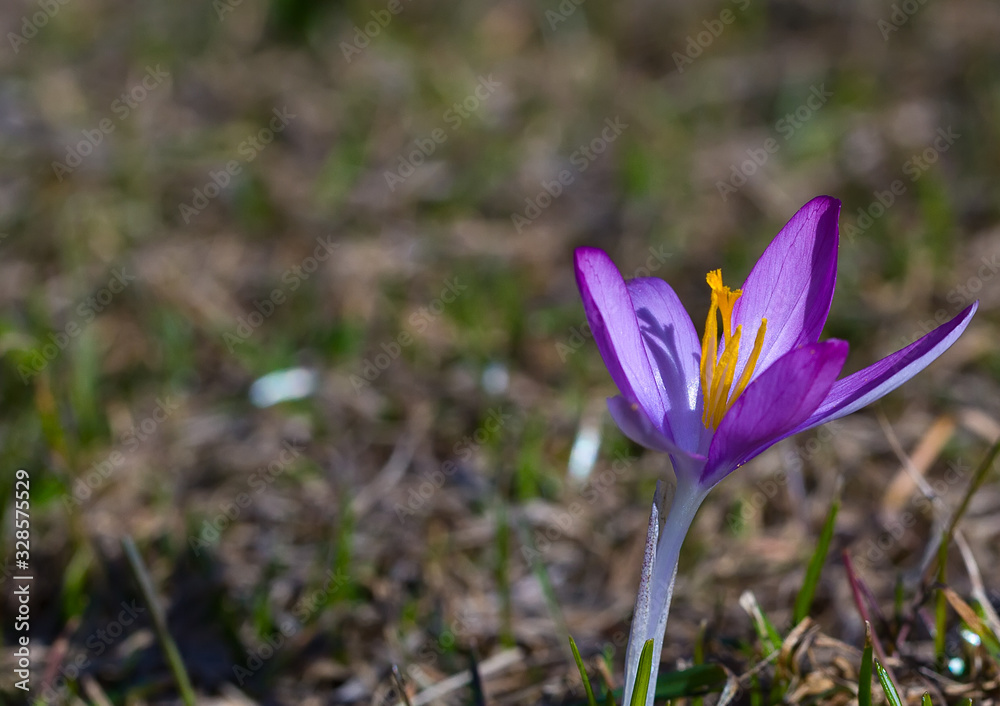 Crocus (plural: crocuses or croci) is a genus of flowering plants in the iris family. Flowers close-up on a blurred natural background. The first spring flower in the garden Crocus (plural: crocuses or croci) is a genus of flowering plants in the iris family. Flowers close-up on a blurred natural background. The first spring flower in the garden