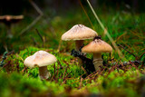 mushrooms group in autumn forest close-up