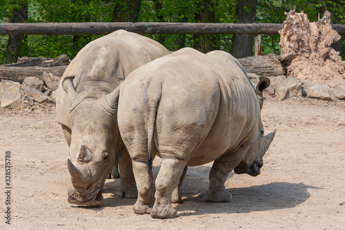 Rhinocerotidae - Rhinoceros resting in the paddock in the kennel.