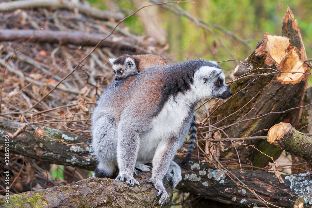 Obraz premium Portrait of Lemuriformes - Lemur in the park, which has on its back a small lemur cub.