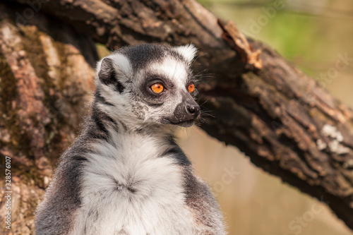 Portrait of Lemuriformes - Lemur in park with nice background