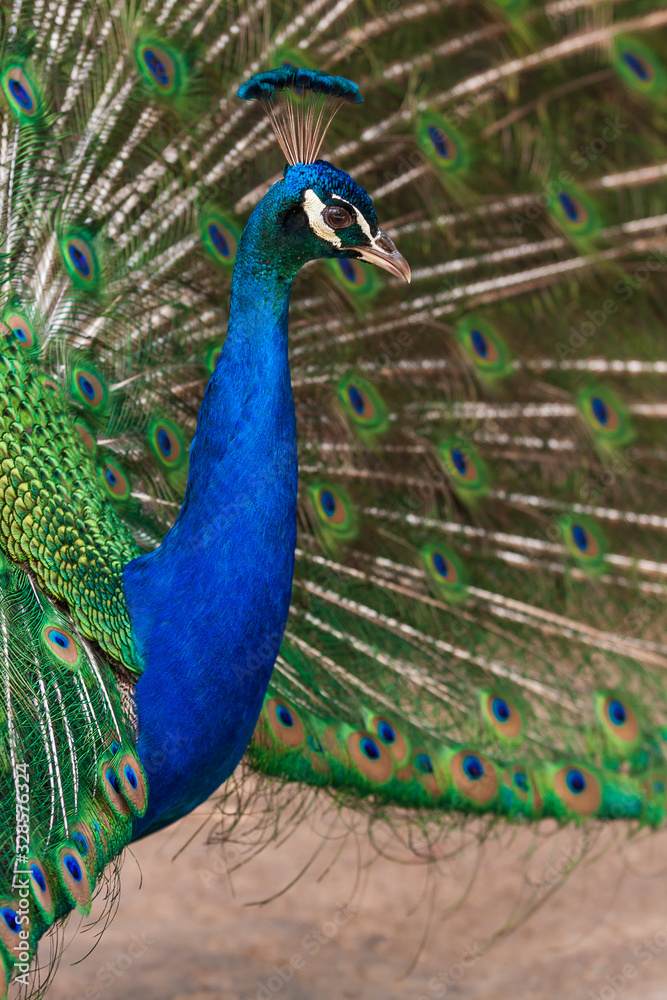 Obraz premium Portrait of Pavo cristatus - Peacock with outstretched tail