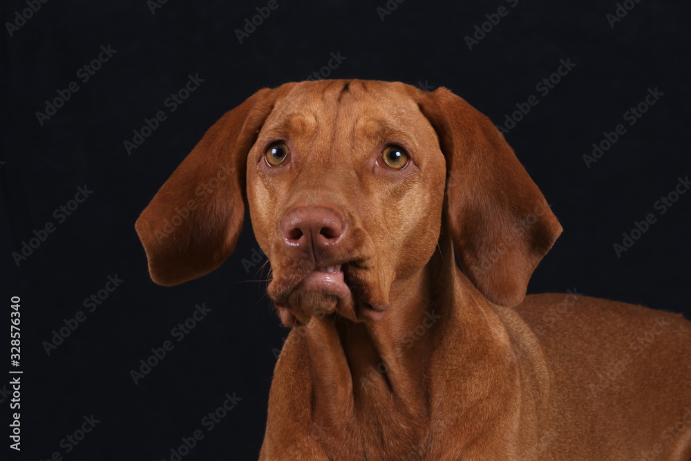 Vizsla macht eine Schnute - Studio