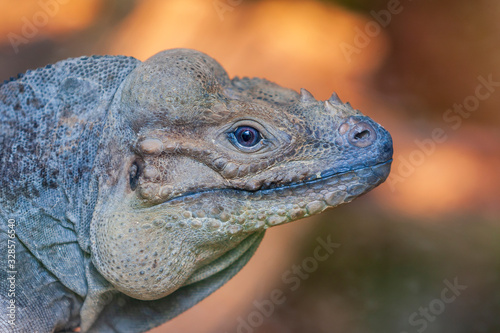 Portrait of an iguana on a nice background.