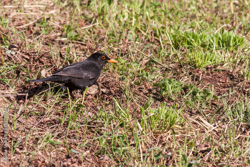 Obraz premium Turdus merula - Blackbird black bird bouncing over green grass.