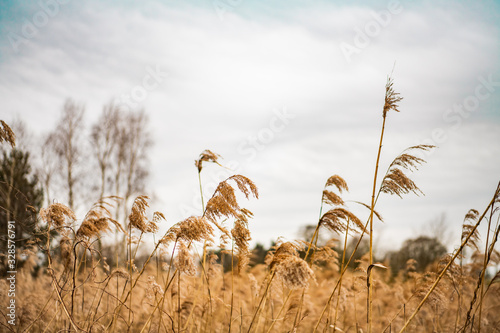 Jesienne pole, naturalna, sucha trawa na tle nieba