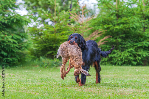Obraz na płótnie Gordon Setter - Gordon Setter - retrieving a hare