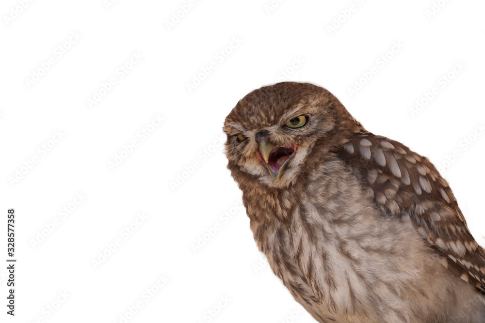Fototapeta premium Little Owl - Athene noctua on white background