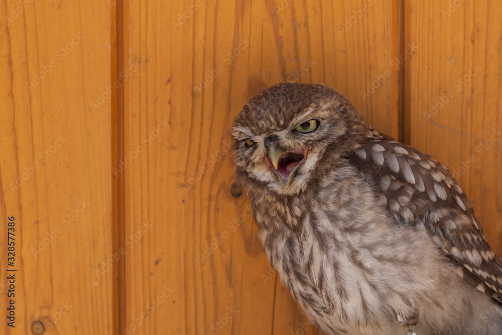 Obraz premium Little Owl - Athene noctua on brown background. Falcon-led owl.