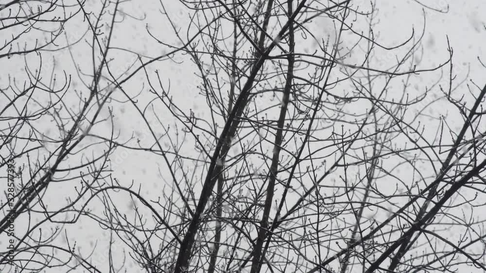 Fluffy big snow flakes falling in between leafless tree twigs and branches on a stormy grey winters day. Fluffy big snow flakes falling in between leafless tree twigs and branches on a stormy grey winters day.