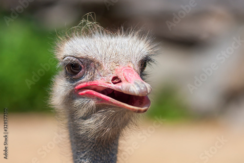 Ostrich - Struthio camelus - front portrait with open beak and nice bokeh © Roman Bjuty