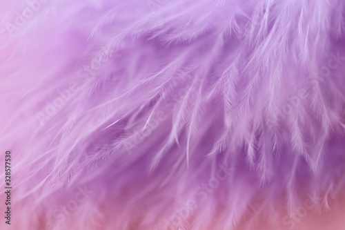 Feather macro texture. Purple feather soft focus background.Lilac fluffy feather on a pink blurry background.Purple fluff background.