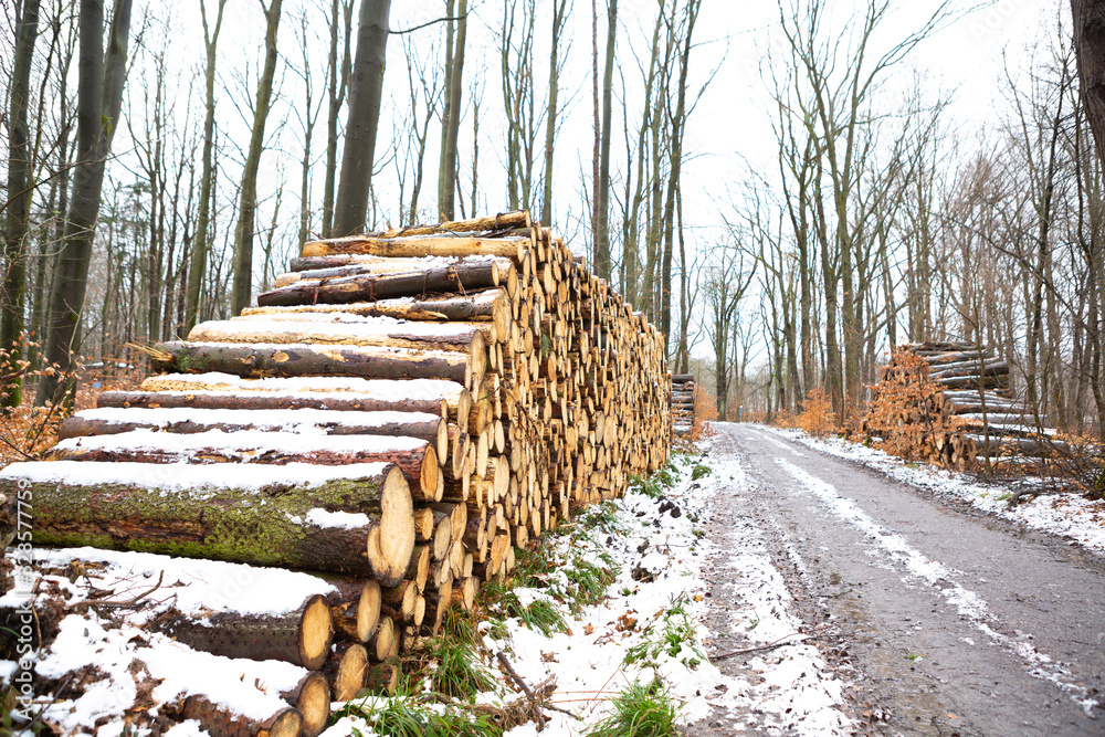 Forest in winter season with logs of just cut from large and old trees.
