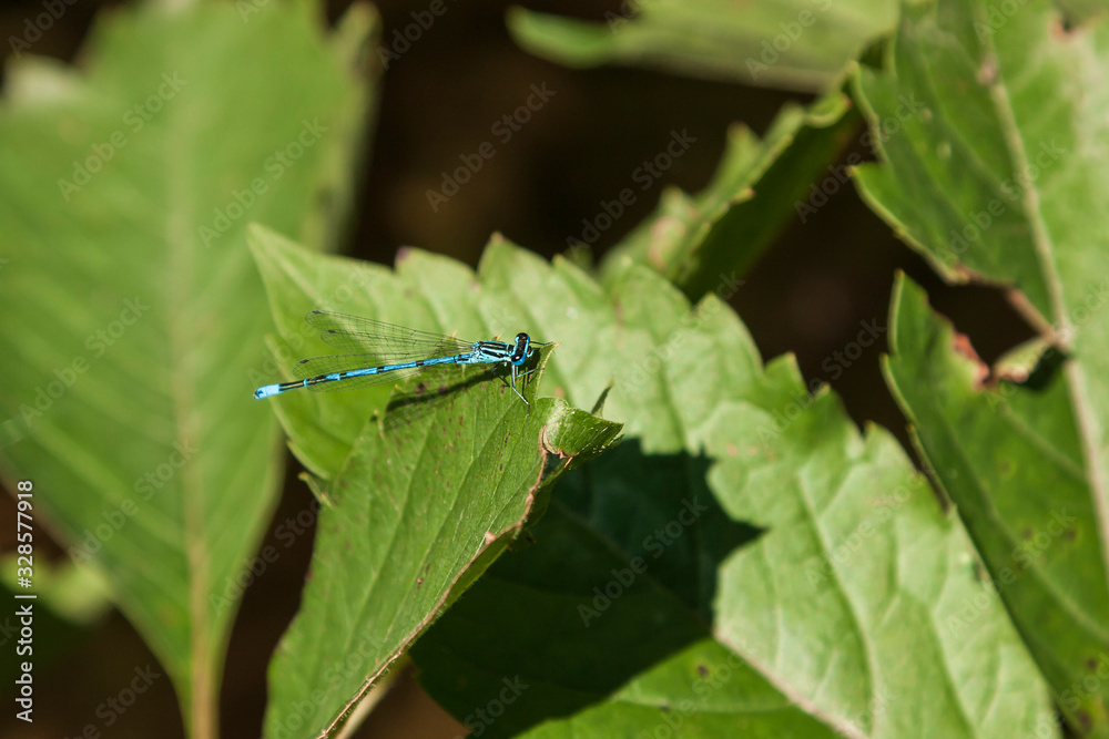 Blue dragonfly - Odonata in its natural habitat on the pond. Blue dragonfly - Odonata in its natural habitat on the pond.