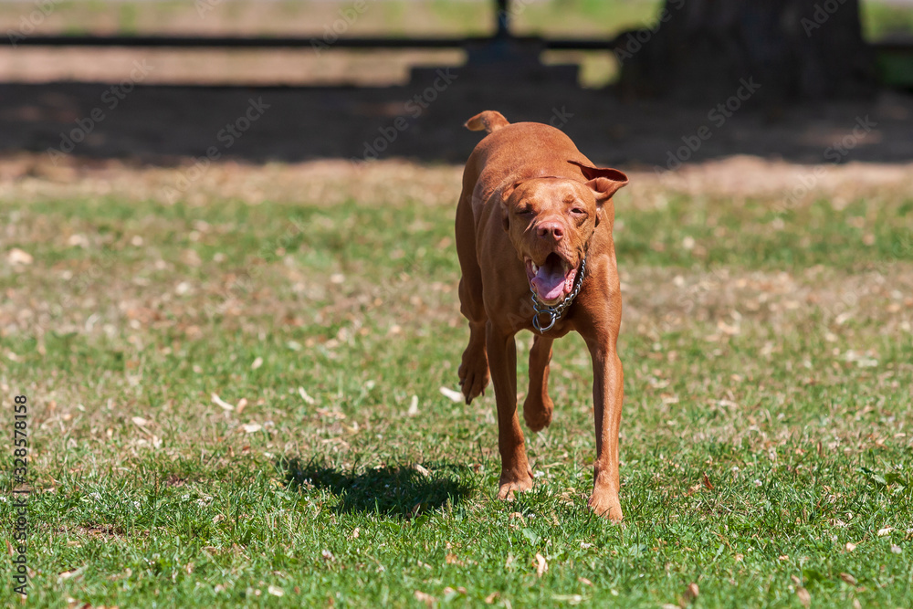 Hungarian Short-haired Pointing Dog - Vizsla - runs across the meadow with its mouth open.