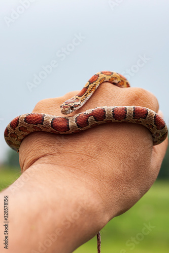 Pantherophis guttatus - A red snake crawls on a human hand.