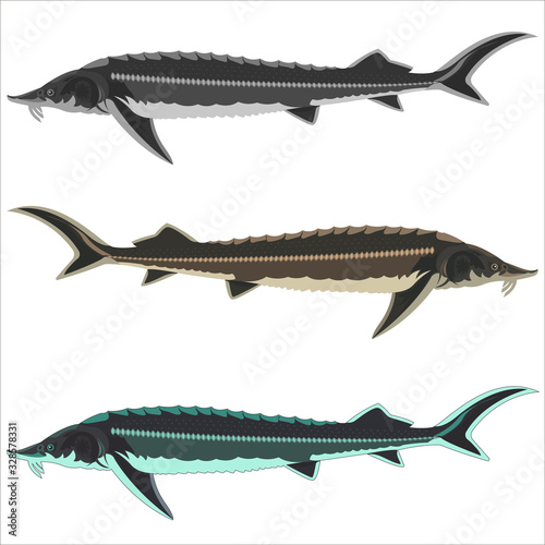 Big Fish Sterlet is a species of sturgeon from Eurasia