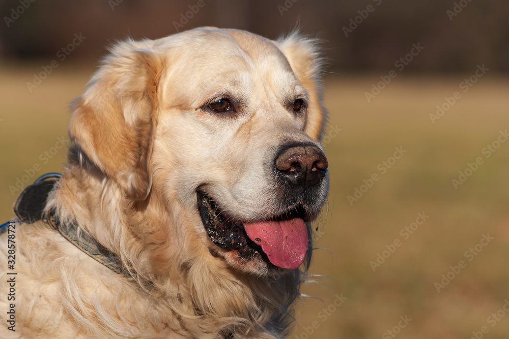 Portrait of a large light brown dog with tongue out.