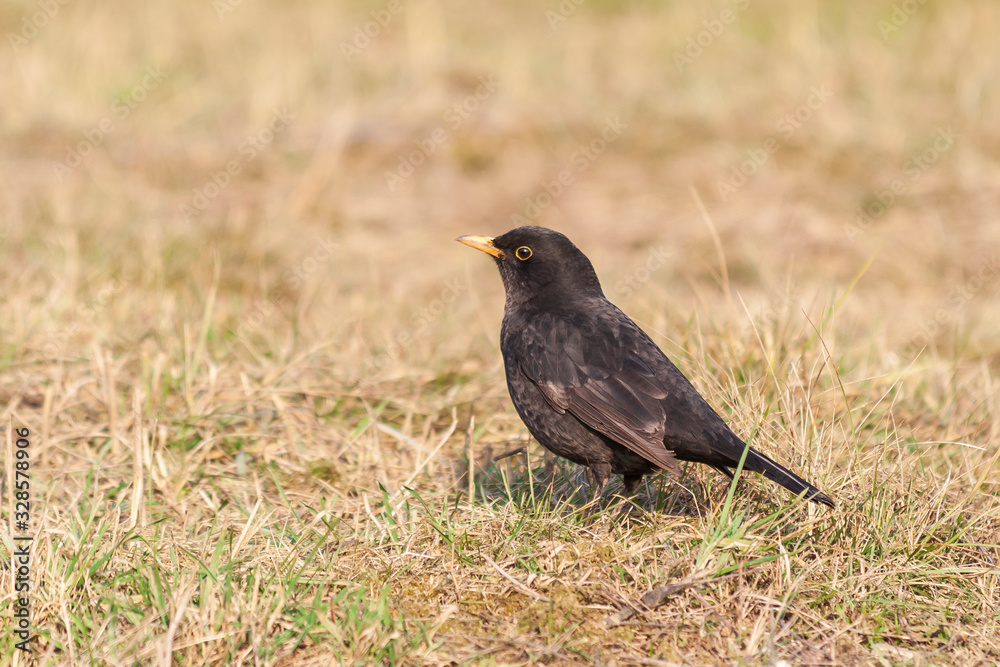 Turdus merula - Blackbird in the meadow looking for food Turdus merula - Blackbird in the meadow looking for food