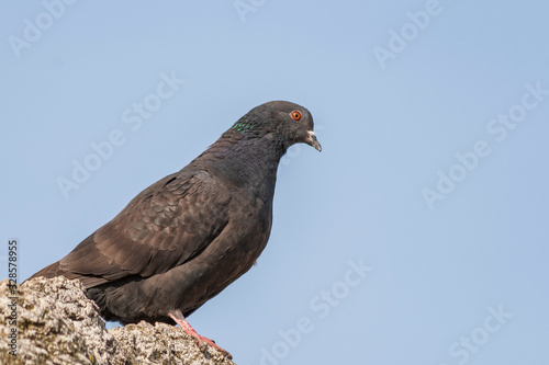 Columba - pigeon sitting on stone and background is blue sky without clouds.