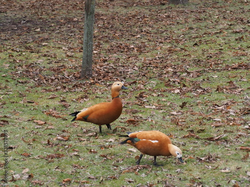 Obraz na płótnie Two red ducks walking on the lawn