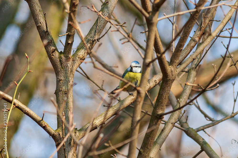 Cyanistes caeruleus - Blue tit on a tree twig. Background is blue sky. Cyanistes caeruleus - Blue tit on a tree twig. Background is blue sky.