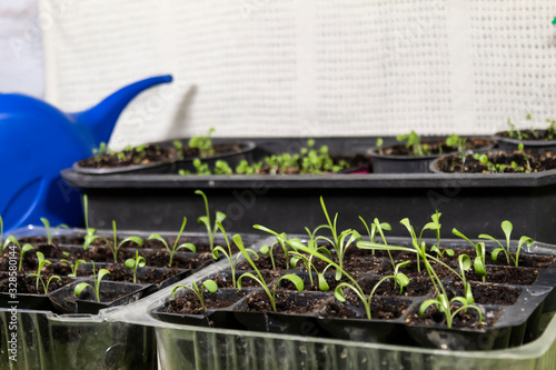 In the foreground are cells with seedlings of Gatsaniya flowers. Behind the watering can be seen. photo