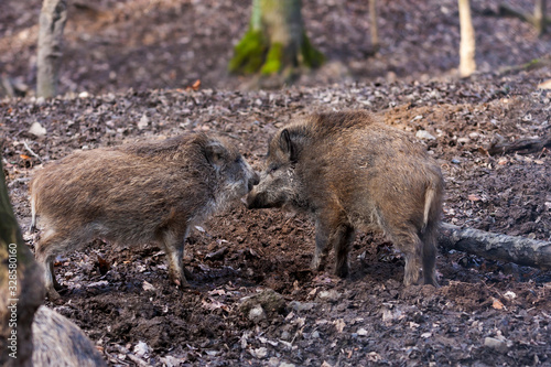 Sus scrofa - The wild boar, which is in the deep forest, is of different ages and seeks food in the dark forest.