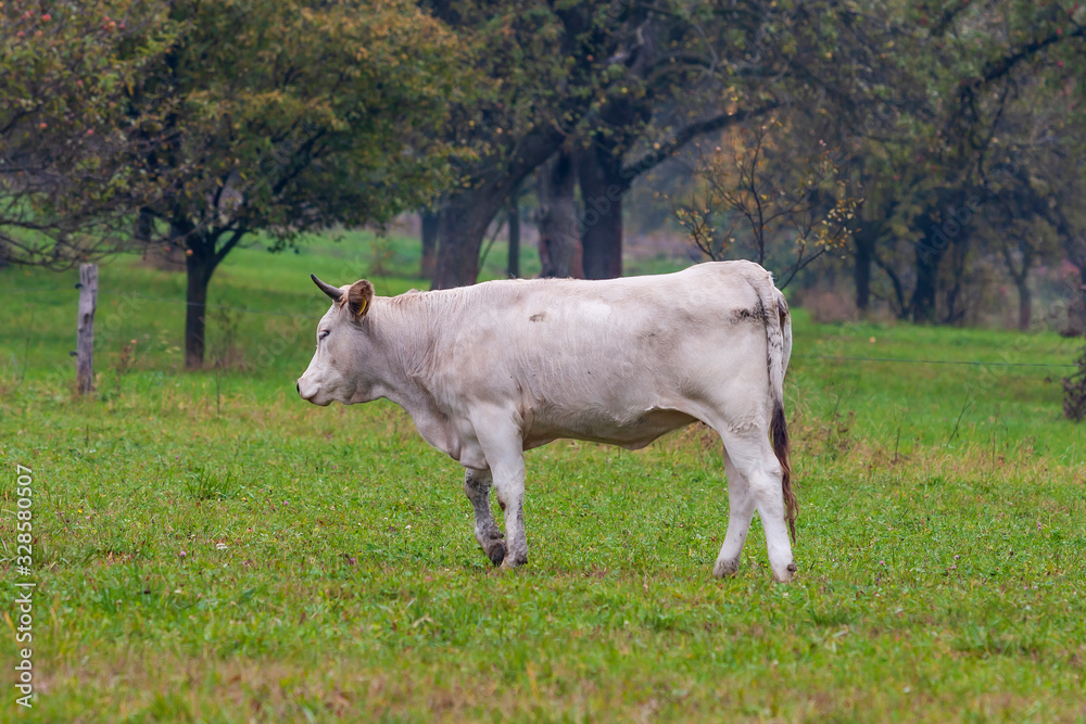 Bull grazing in the corral