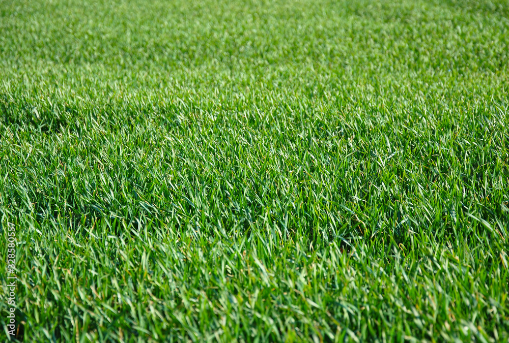 background of green grass background of green grass