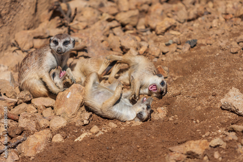 Meerkat - Suricata suricatta family playing in sunny weather. Photo has nice bokeh. © Roman Bjuty