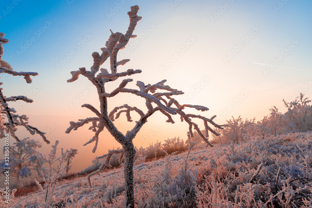 Winter rime on the trees landscape Winter rime on the trees landscape
