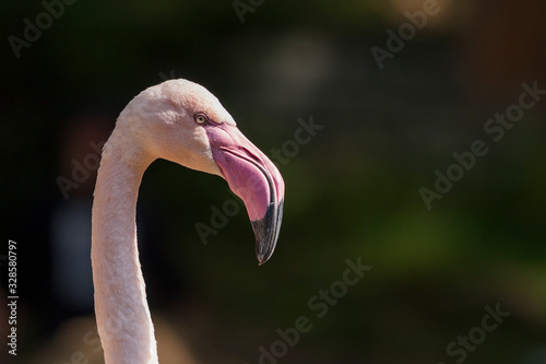 Beautiful close-up portrait of Greater Flamingo - Phoenicopteriformes with nice background and bokeh.