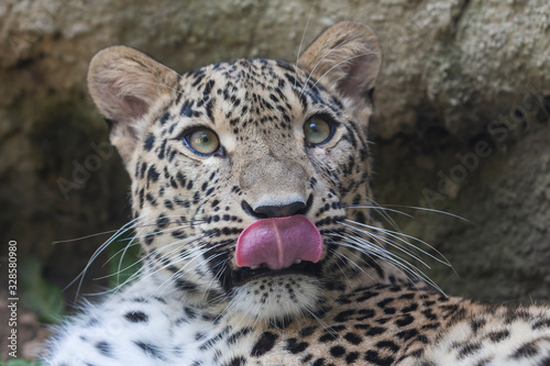 Portrait of a Cheetah - Acinonyx jubatus that licks