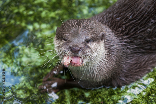 Eurasian otter - Lutra lutra on a green background has a piece of meat in its mouth.