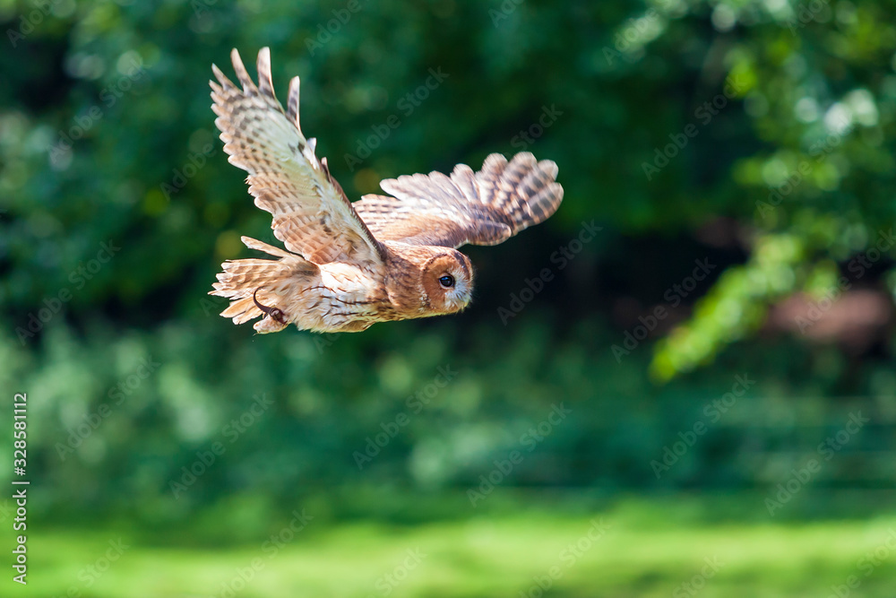 Fototapeta premium A falcon-led owl flies over a meadow with a forest in the background