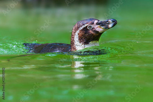 Sphenisciformes - Penguin - swims in water. Green background with nice bokeh.