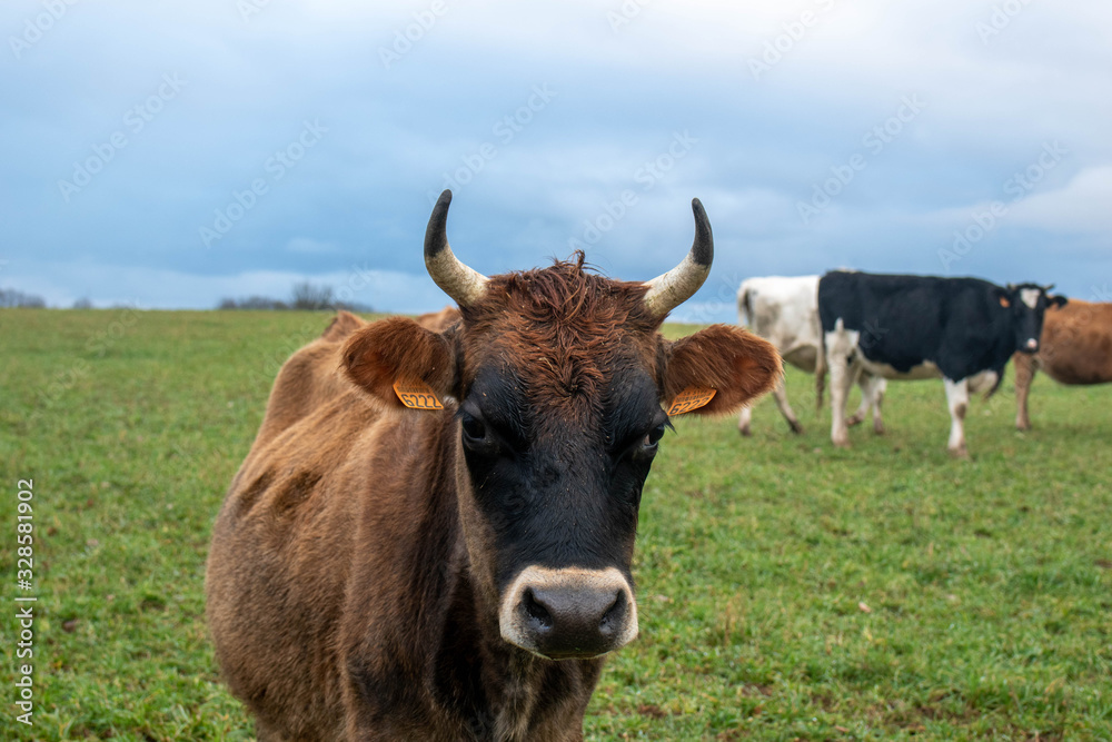 Dairy cow in an agricultural meadow. close up of cows. green meadow