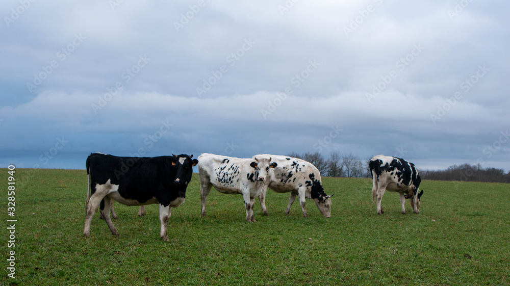 Dairy cow in an agricultural meadow. close up of cows. green meadow