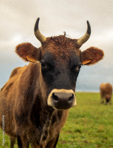 Dairy cow in an agricultural meadow. close up of cows. green meadow