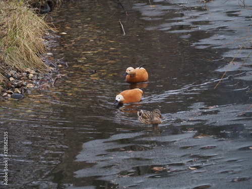 Obraz na płótnie Three ducks swim on the pond