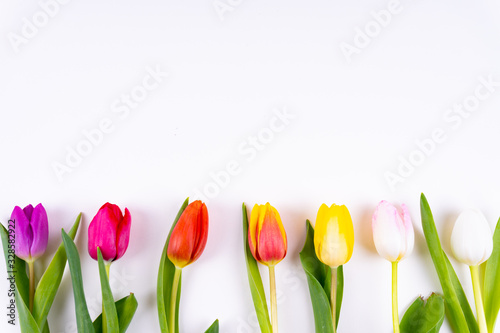 Colorful tulips laying in a row with on white background with copy space