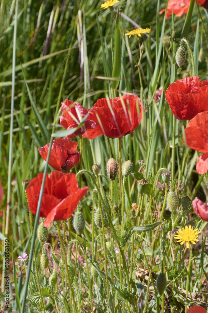 Small flowers discarding on the green mantle Small flowers discarding on the green mantle
