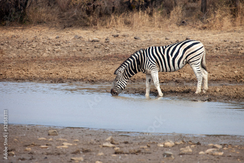 zebras