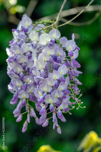 Wallpaper Mural Detail of Wisteria floribunda flowers grapes in bloom, early summer violet purple flowering tree Torontodigital.ca