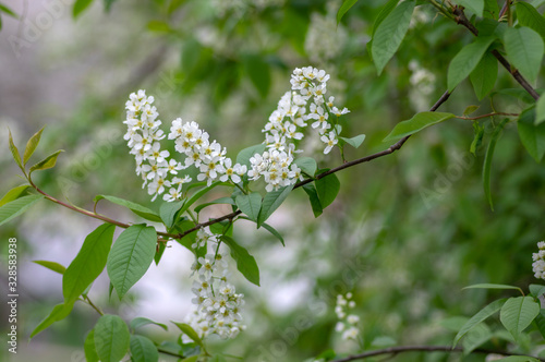 Prunus padus white flowering bird cherry hackberry tree, hagberry mayday tree in bloom, ornamental park flowers on branches photo