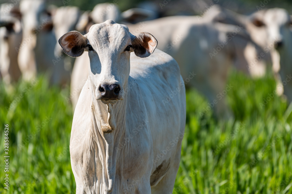Fototapeta premium Pantanal cattle grazing in Brazilian livestock