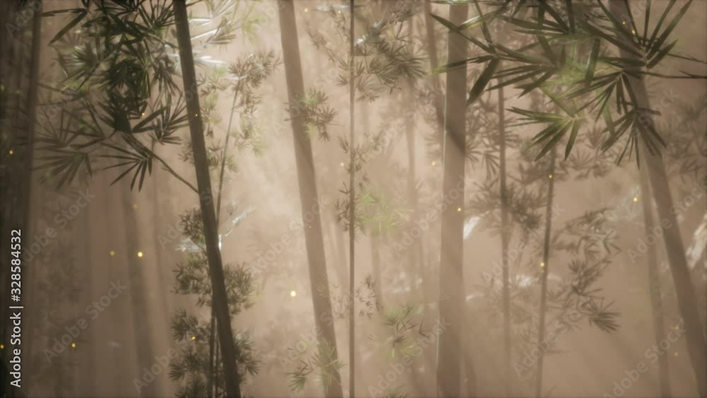 asian bamboo forest with morning fog weather asian bamboo forest with morning fog weather