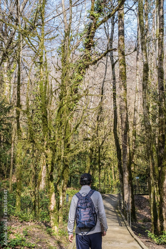 Fototapeta premium In the winter senior man is walking along a hiking trail among relict trees in the yew-boxwood grove of the Caucasian Biosphere Reserve.